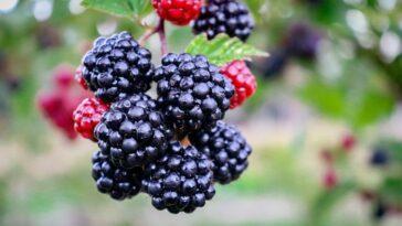can dogs eat blackberries? Many dog owners are unaware that some berries berries are good for your dog while some can be posionous!
