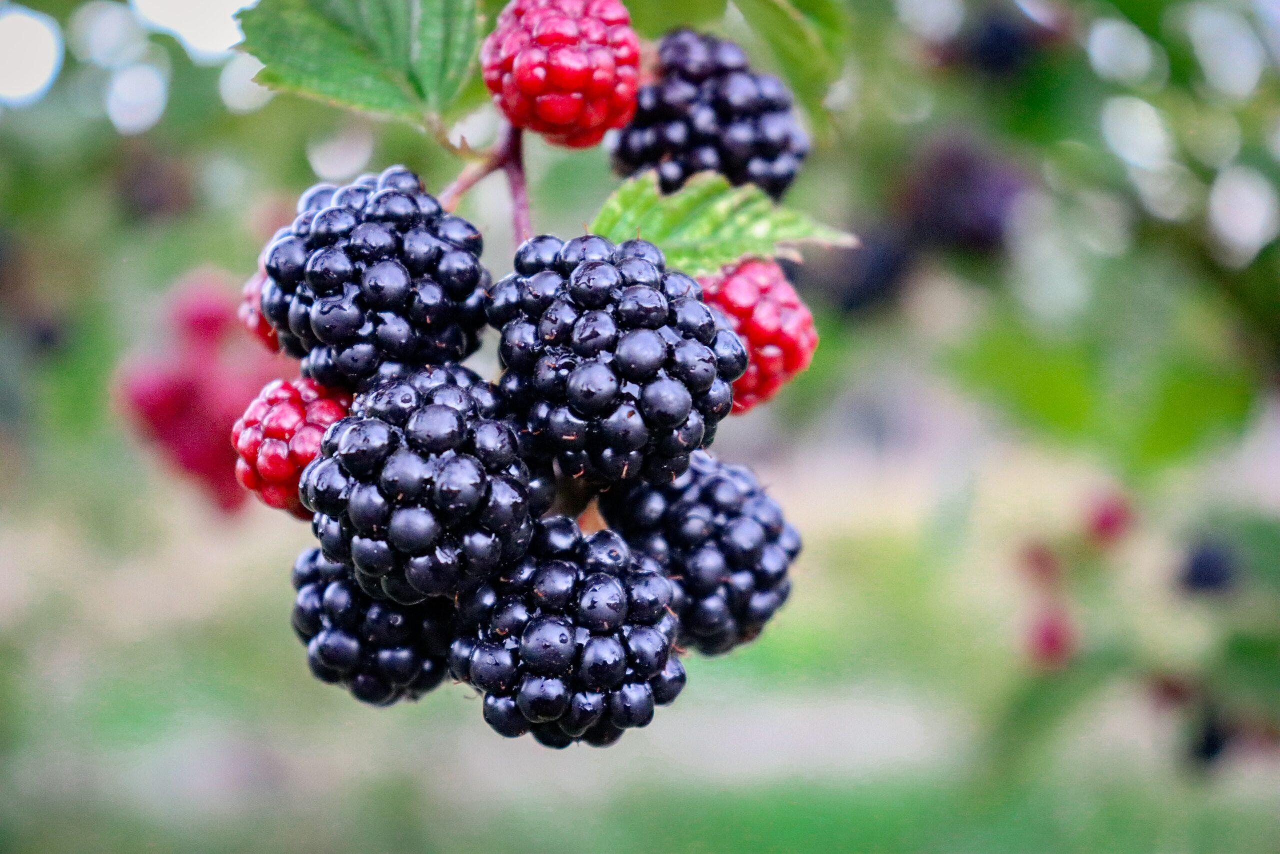 can dogs eat blackberries? Many dog owners are unaware that some berries berries are good for your dog while some can be posionous!