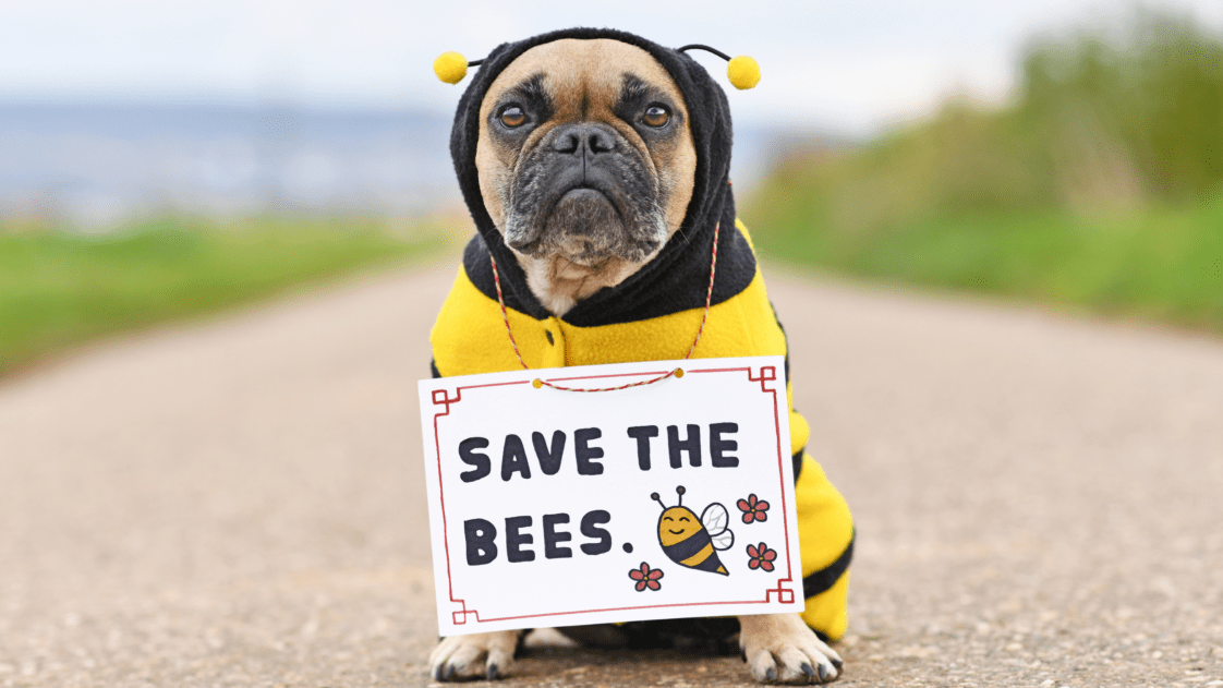 How the full moon can affect your dogs behaviour Houndy