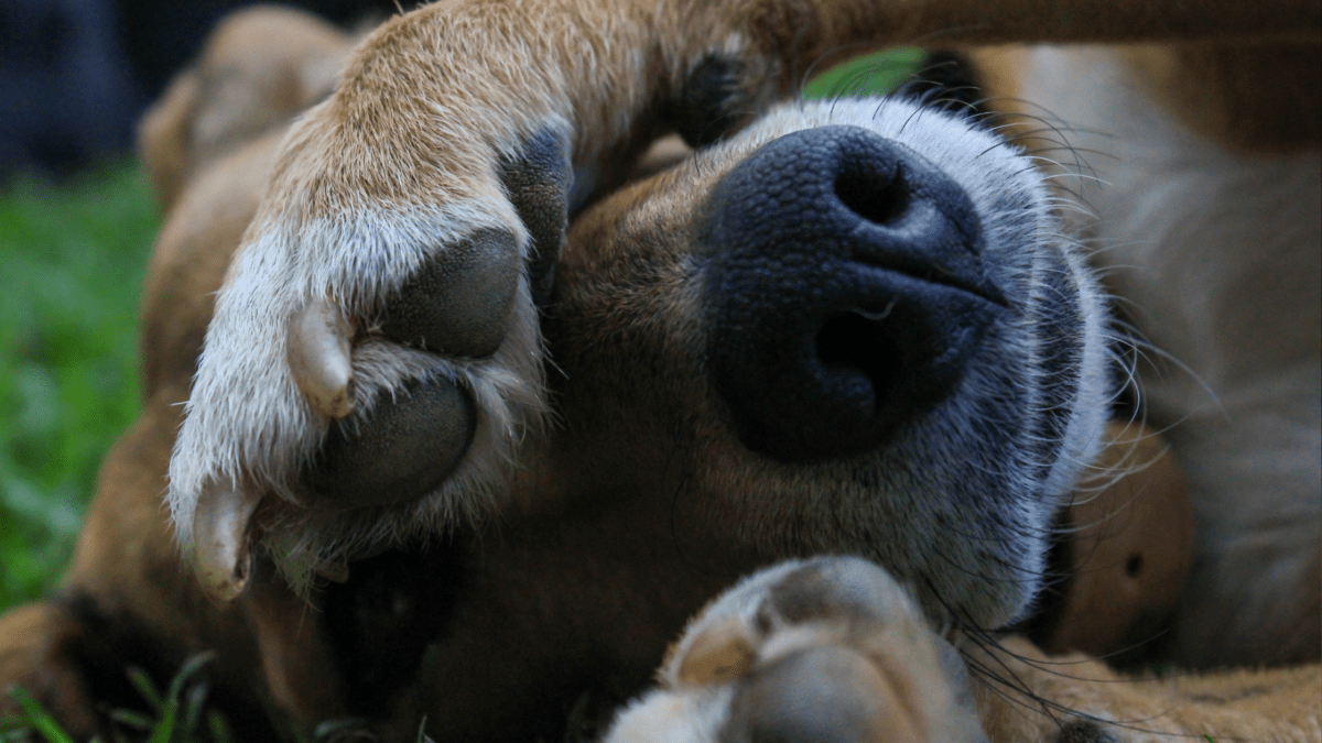 These 8 Facts Will Leave You and Your Dog's Skin Crawling Houndy