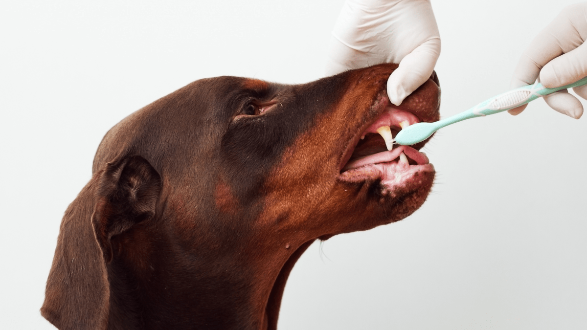 Understanding Dental Diseases in Dogs Houndy