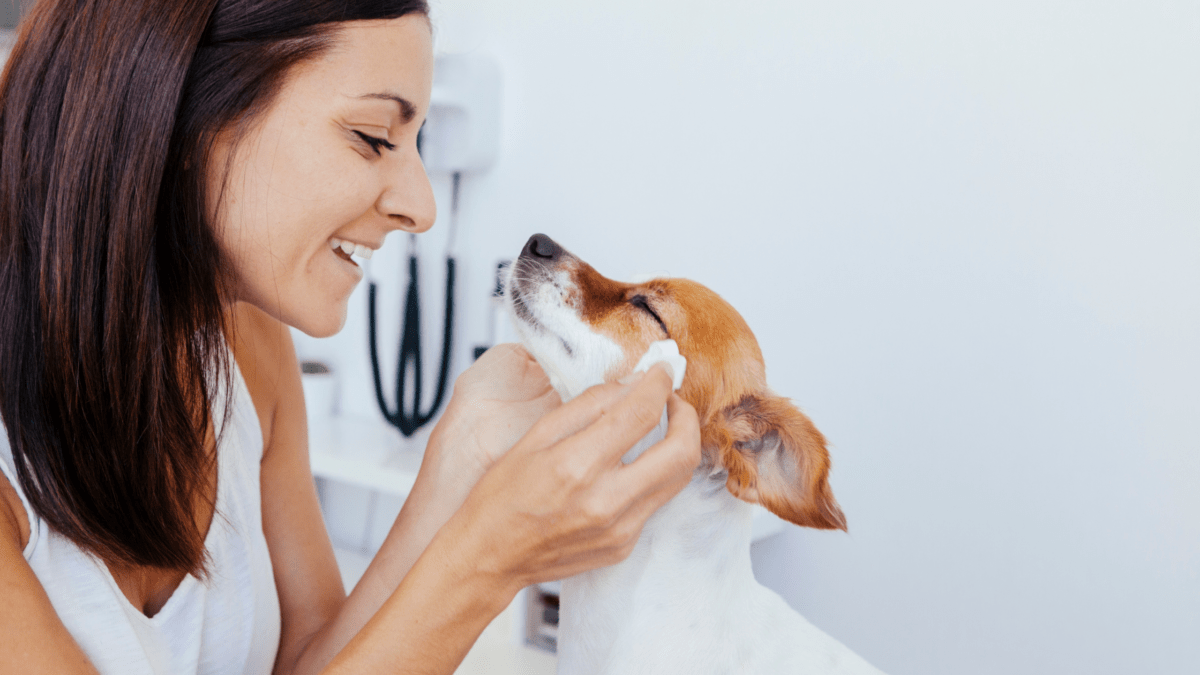 6 Places To Check Your Dog For Ticks Houndy