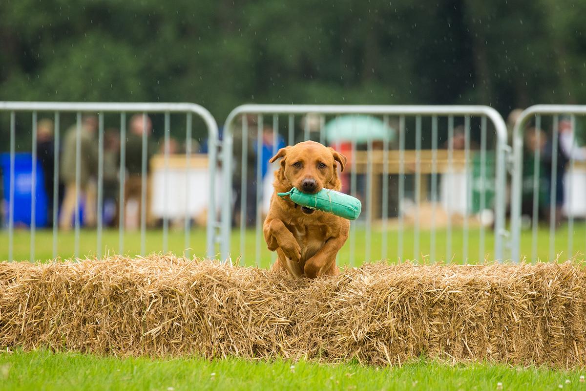 Best Dog Festivals and Events In 2023 - DOG Blog