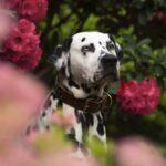 loki the dalmatian at bodnant gardens