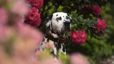 loki the dalmatian at bodnant gardens