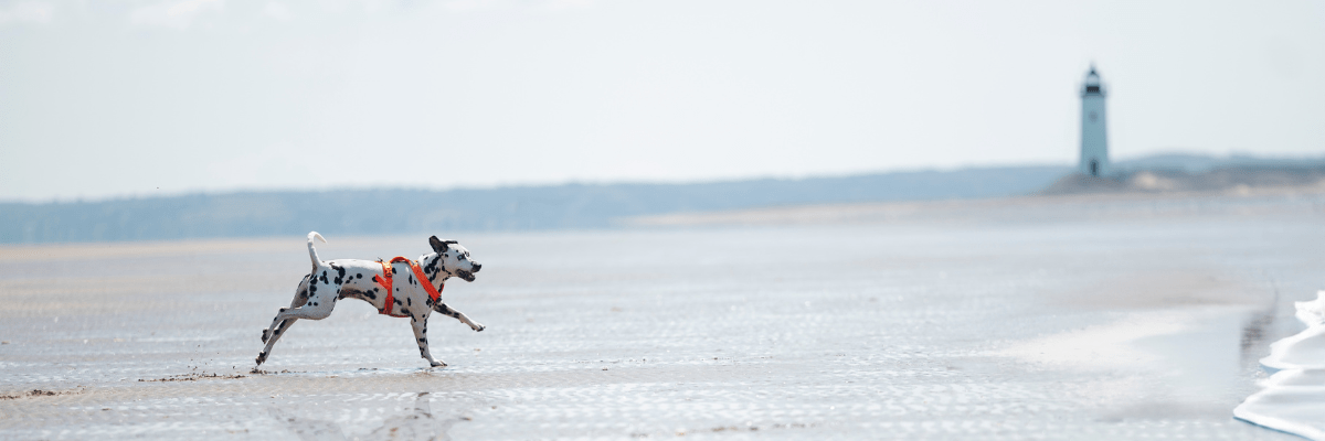 polkadotloki on the beach