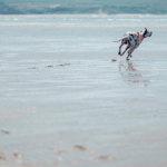 Loki The dalmatian running on beach