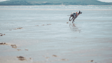 Loki The dalmatian running on beach