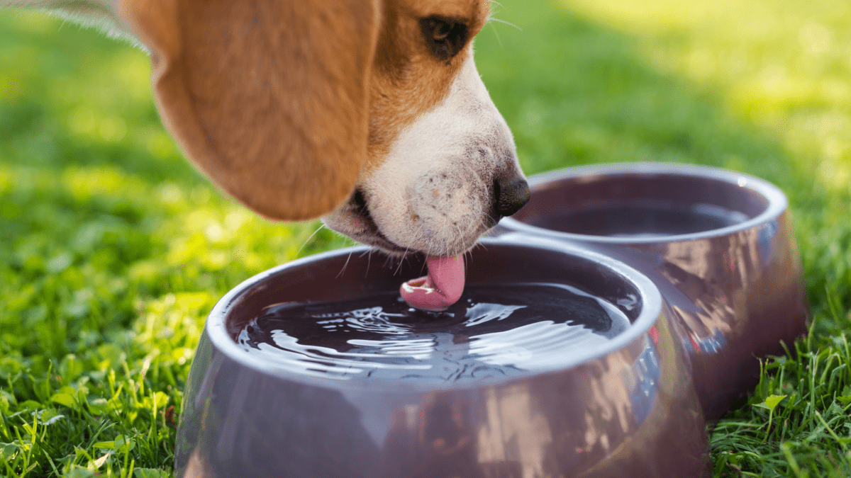 Unveiling the Slimy World in Your Dog's Water Bowl Houndy