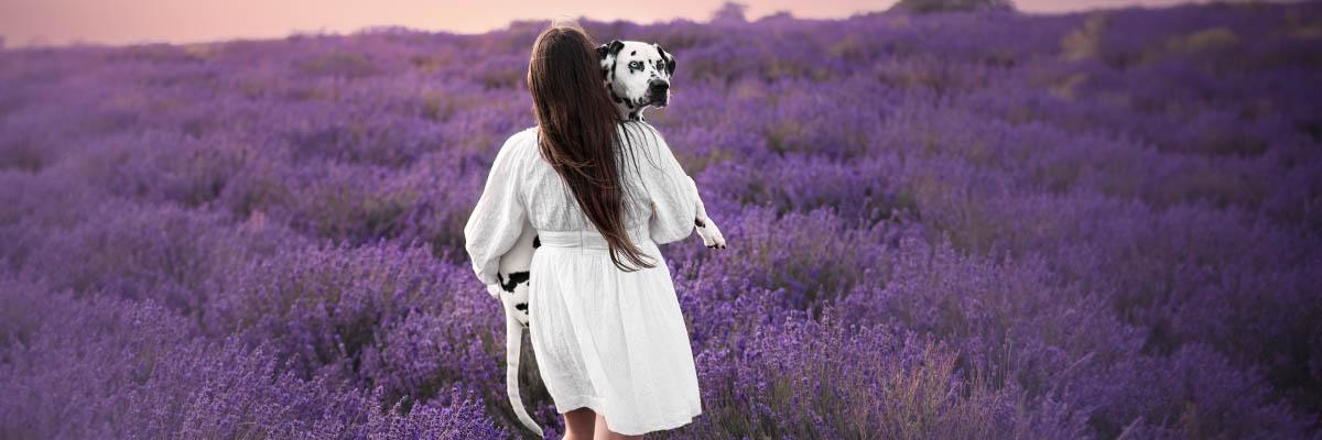 Loki the dalmatian Cotswold lavender 