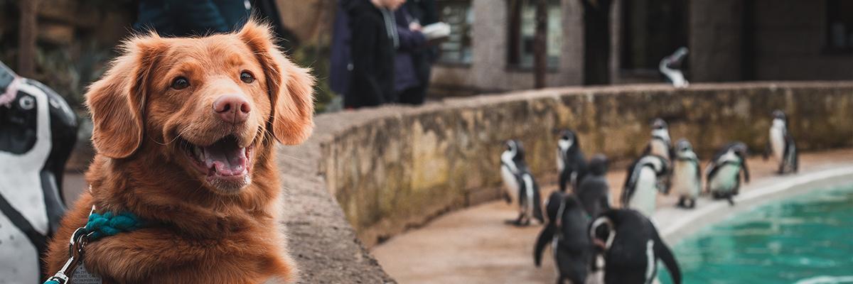 Toller dog and penguins At Cotswold wildlife park