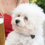 Discover the Best Dog Friendly Pubs in Bourton on the Water