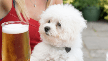 Discover the Best Dog Friendly Pubs in Bourton on the Water