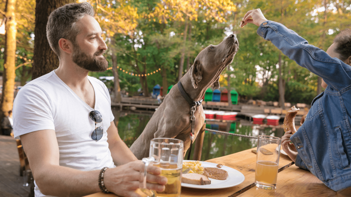 Dog Friendly Beer Gardens in Bristol Houndy