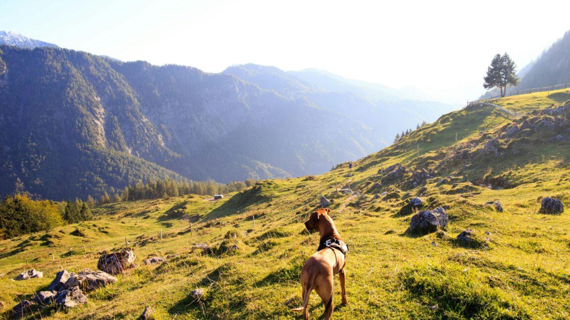 Are Dogs Allowed In IKEA UK Dog Blog Houndy By Dog Furiendly are-dogs-allowed-in-ikea-uk-dog-blog-houndy-by-dog-furiendly